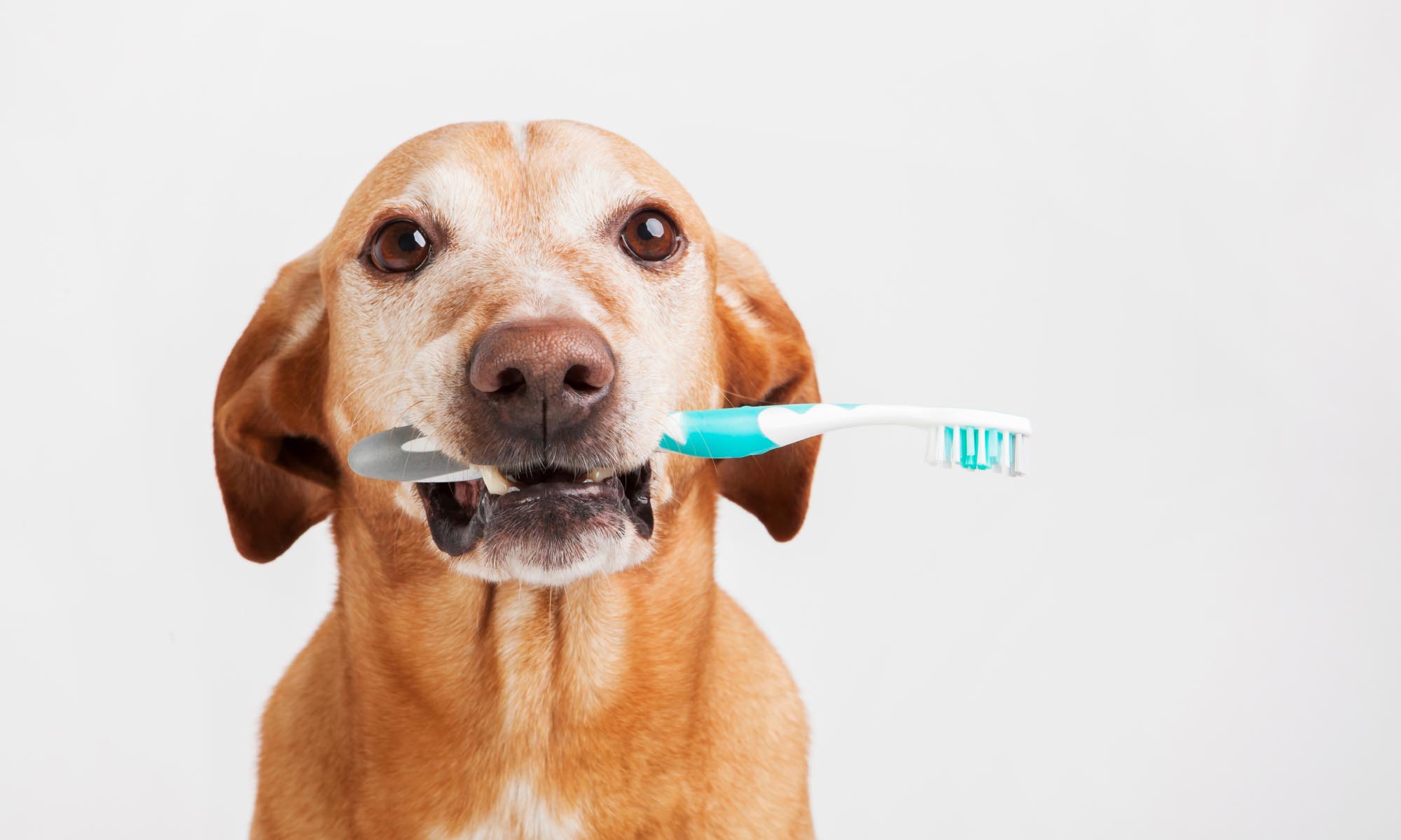 Pet Dental Care