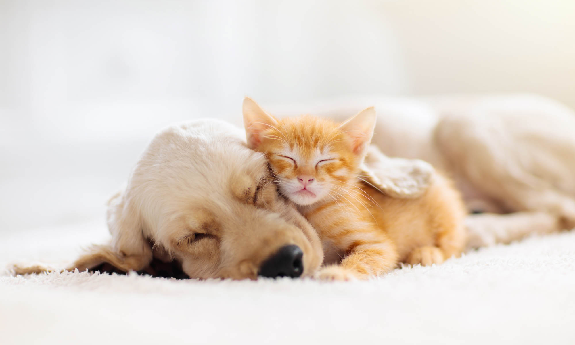 Puppy and Kitten Care